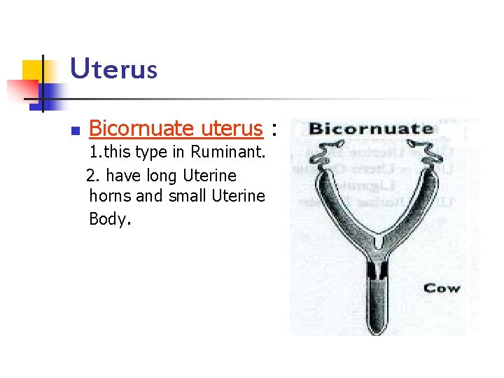 Uterus n Bicornuate uterus : 1. this type in Ruminant. 2. have long Uterine