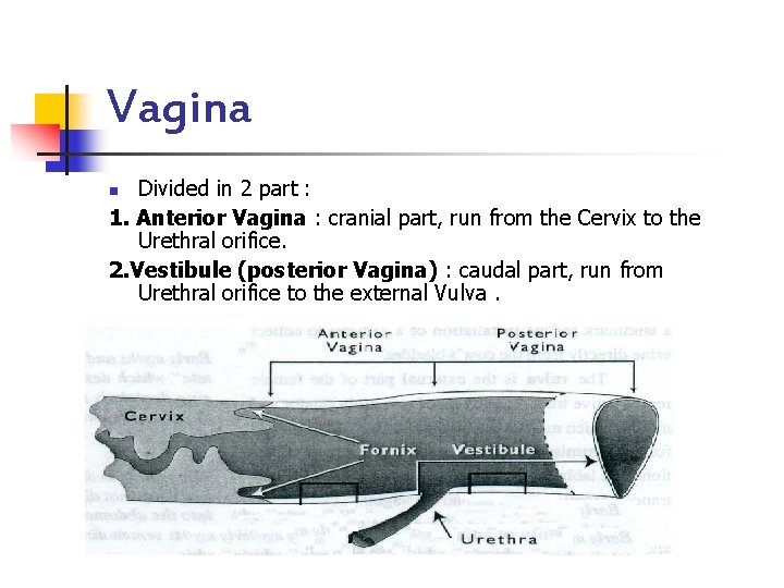 Vagina Divided in 2 part : 1. Anterior Vagina : cranial part, run from