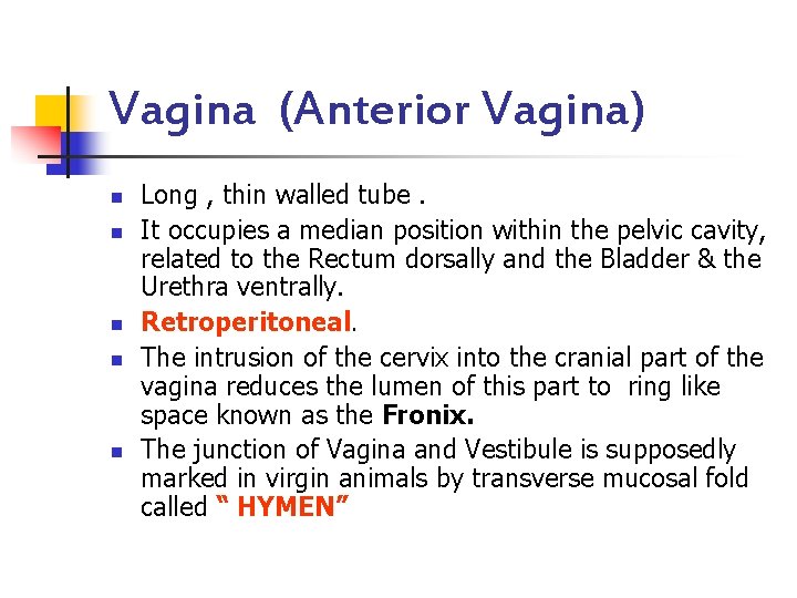 Vagina (Anterior Vagina) n n n Long , thin walled tube. It occupies a