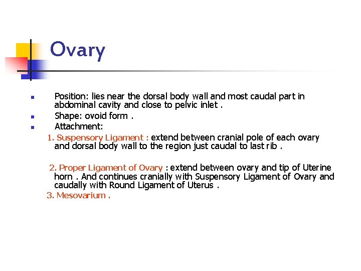 Ovary n n n Position: lies near the dorsal body wall and most caudal