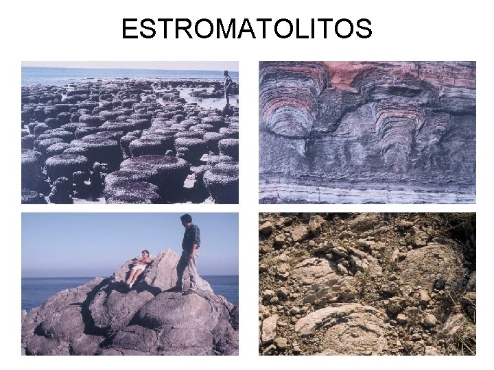 ESTROMATOLITOS 