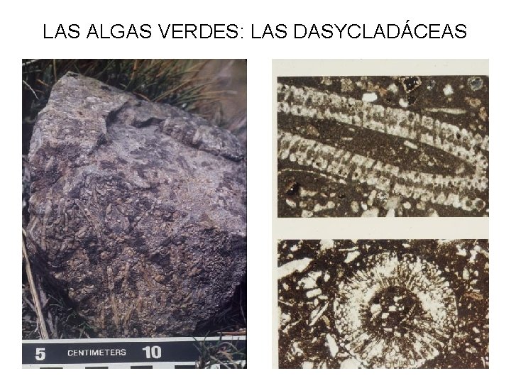 LAS ALGAS VERDES: LAS DASYCLADÁCEAS 