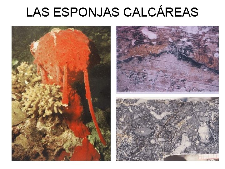 LAS ESPONJAS CALCÁREAS 