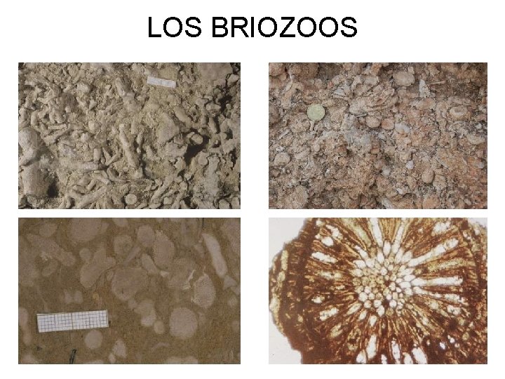 LOS BRIOZOOS 