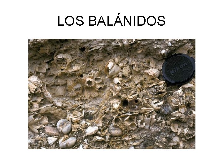 LOS BALÁNIDOS 