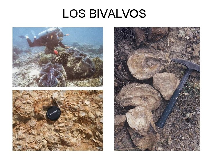LOS BIVALVOS 