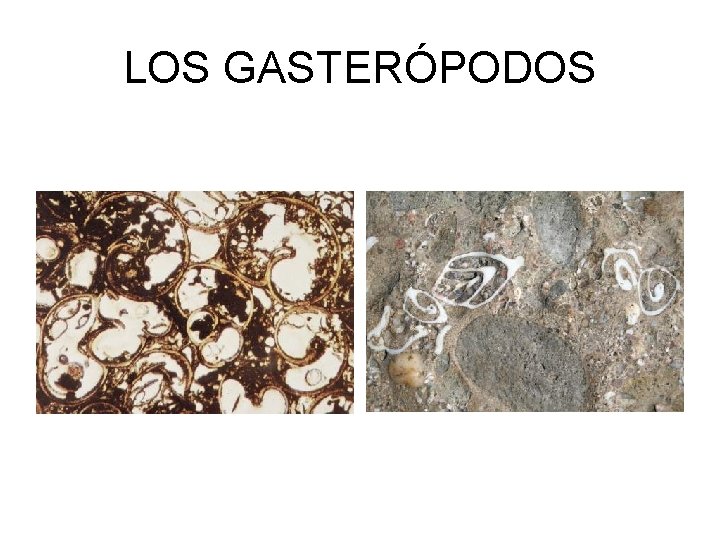 LOS GASTERÓPODOS 
