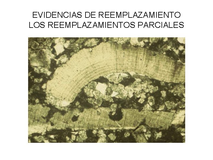 EVIDENCIAS DE REEMPLAZAMIENTO LOS REEMPLAZAMIENTOS PARCIALES 