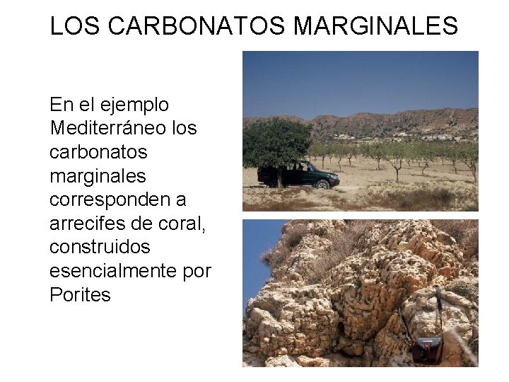 LOS CARBONATOS MARGINALES En el ejemplo Mediterráneo los carbonatos marginales corresponden a arrecifes de