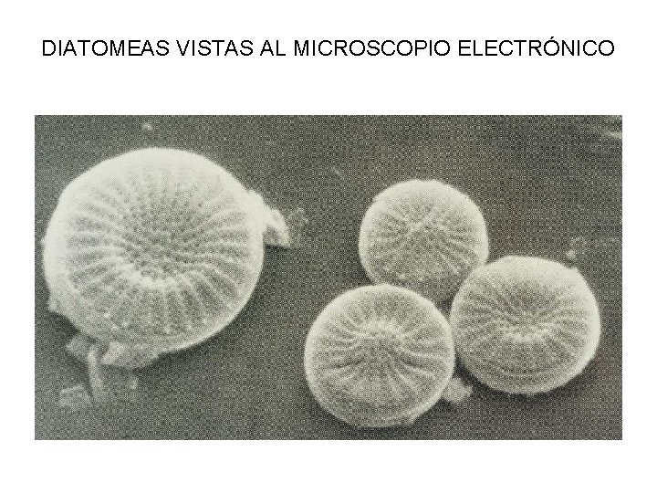 DIATOMEAS VISTAS AL MICROSCOPIO ELECTRÓNICO 