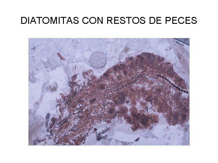 DIATOMITAS CON RESTOS DE PECES 