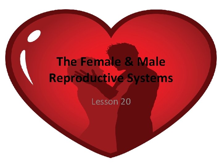 The Female & Male Reproductive Systems Lesson 20 