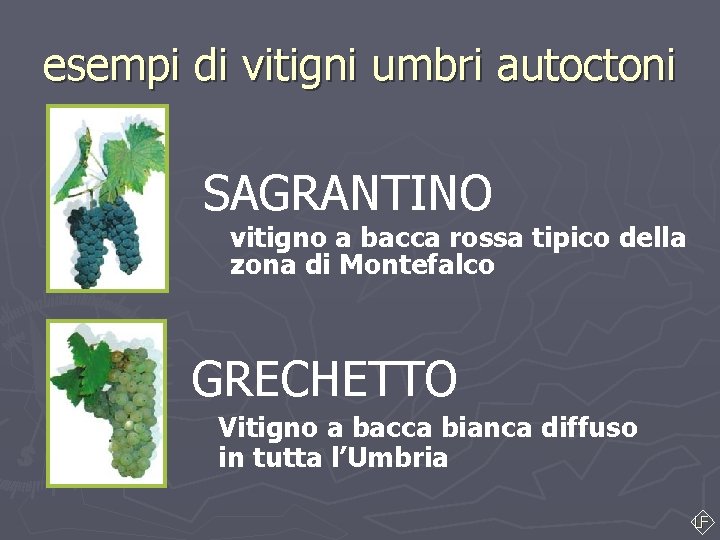 esempi di vitigni umbri autoctoni SAGRANTINO vitigno a bacca rossa tipico della zona di esempi di vitigni umbri autoctoni SAGRANTINO vitigno a bacca rossa tipico della zona di