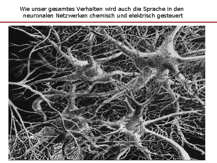 Wie unser gesamtes Verhalten wird auch die Sprache in den neuronalen Netzwerken chemisch und