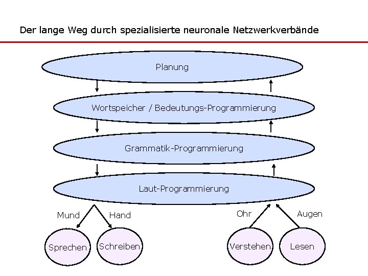 Der lange Weg durch spezialisierte neuronale Netzwerkverbände Planung Wortspeicher / Bedeutungs-Programmierung Grammatik-Programmierung Laut-Programmierung Mund