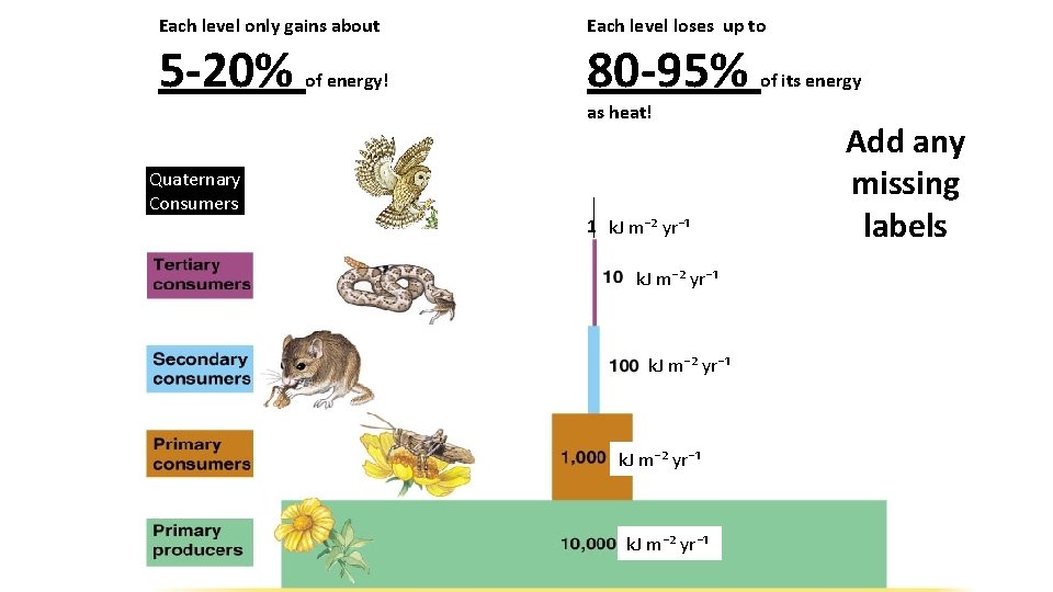 Each level only gains about 5 -20% Quaternary Consumers of energy! Each level loses