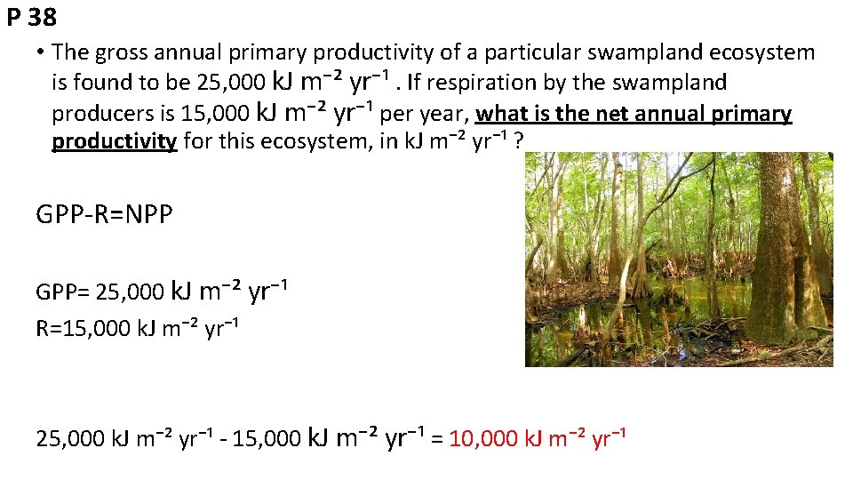 P 38 • The gross annual primary productivity of a particular swampland ecosystem is