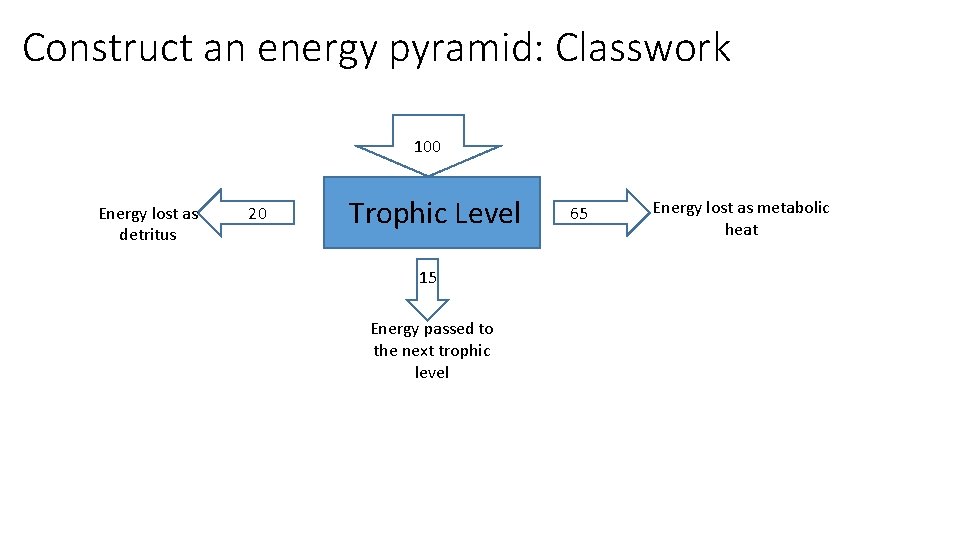 Construct an energy pyramid: Classwork 100 Energy lost as detritus 20 Trophic Level 15