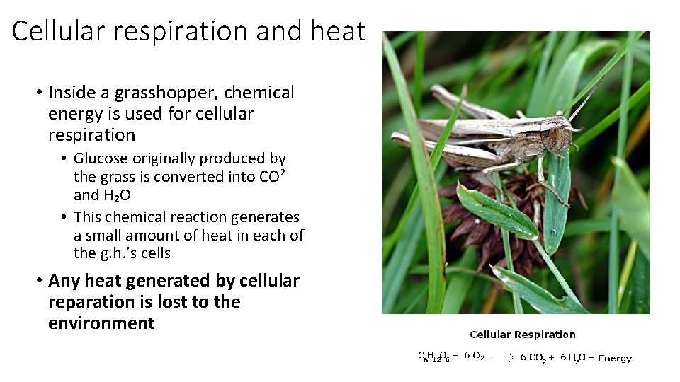 Cellular respiration and heat • Inside a grasshopper, chemical energy is used for cellular