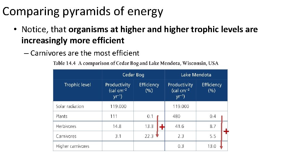 Comparing pyramids of energy • Notice, that organisms at higher and higher trophic levels