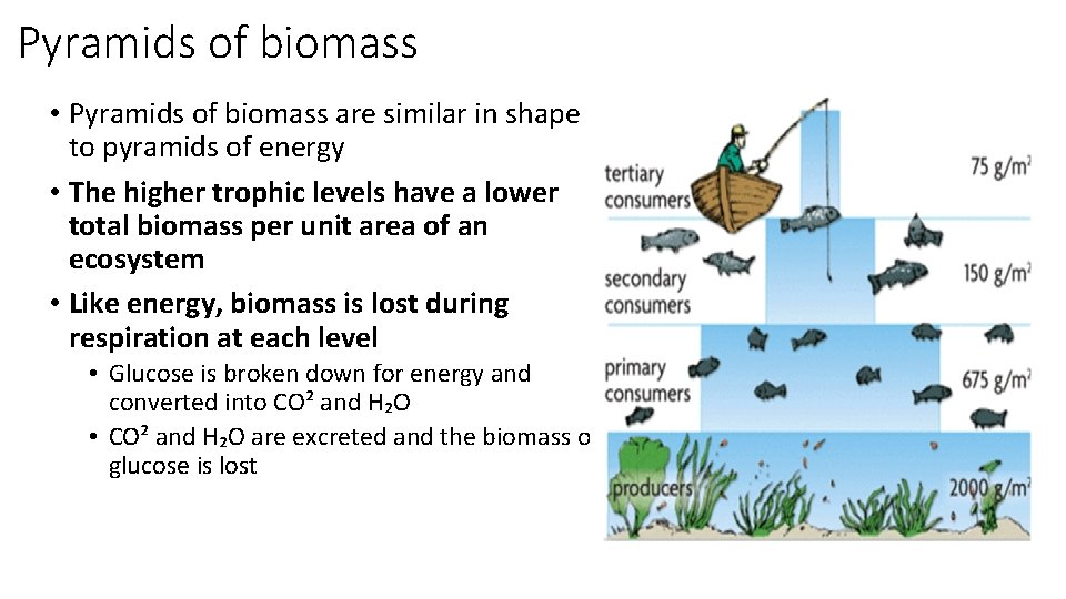 Pyramids of biomass • Pyramids of biomass are similar in shape to pyramids of