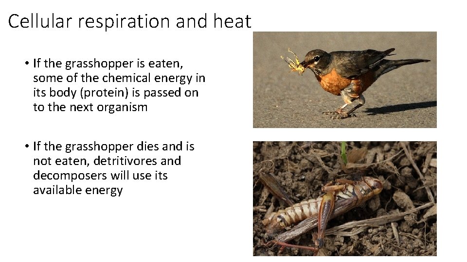 Cellular respiration and heat • If the grasshopper is eaten, some of the chemical