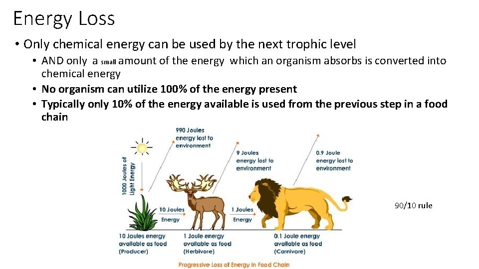 Energy Loss • Only chemical energy can be used by the next trophic level
