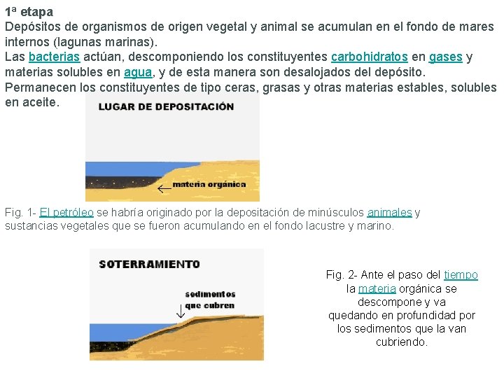 1ª etapa Depósitos de organismos de origen vegetal y animal se acumulan en el