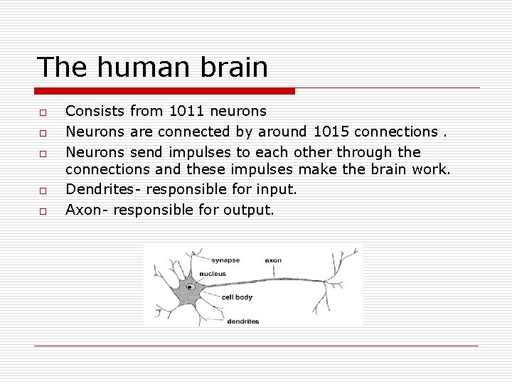 The human brain o o o Consists from 1011 neurons Neurons are connected by