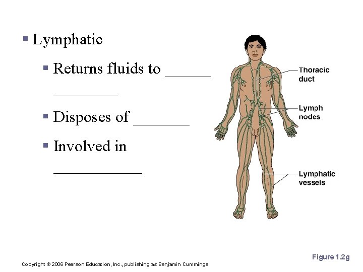 1 PART B The Human Body An Orientation