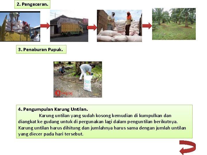 2. Pengeceran. 3. Penaburan Pupuk. 4. Pengumpulan Karung Untilan. Karung untilan yang sudah kosong