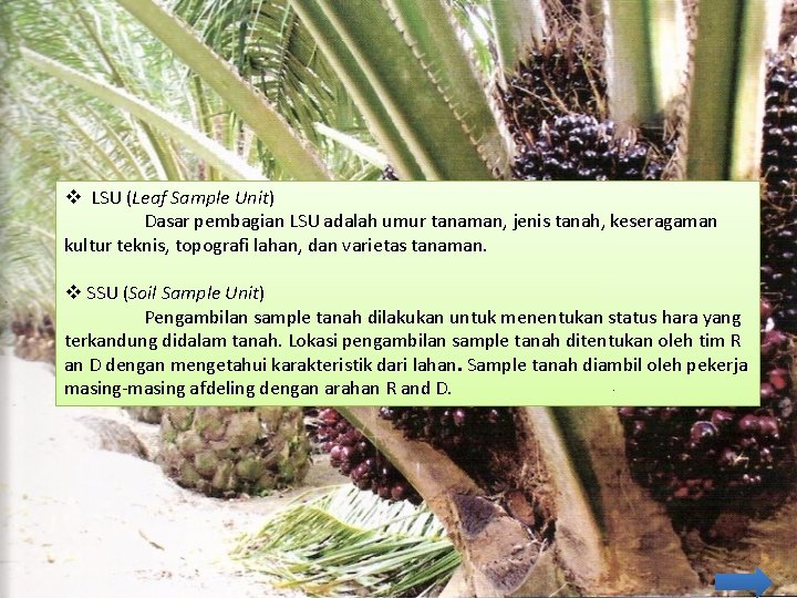 v LSU (Leaf Sample Unit) Dasar pembagian LSU adalah umur tanaman, jenis tanah, keseragaman