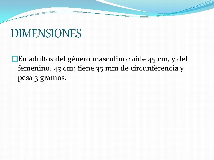 DIMENSIONES �En adultos del género masculino mide 45 cm, y del femenino, 43 cm;