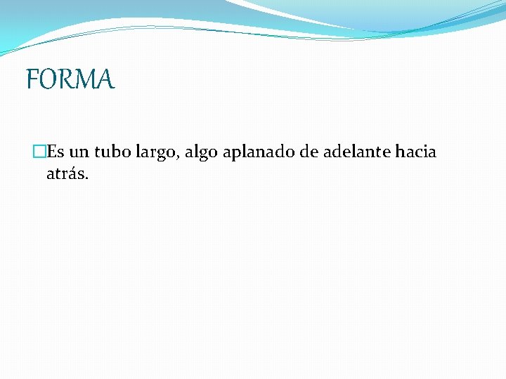 FORMA �Es un tubo largo, algo aplanado de adelante hacia atrás. 