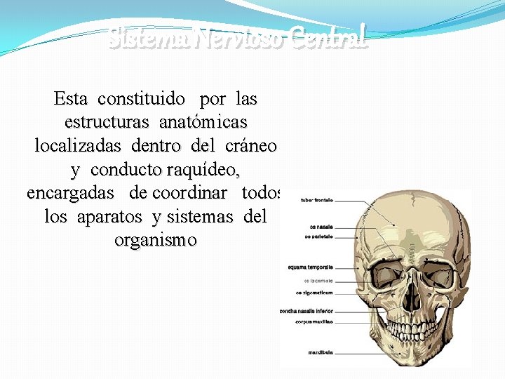 Sistema Nervioso Central Esta constituido por las estructuras anatómicas localizadas dentro del cráneo y