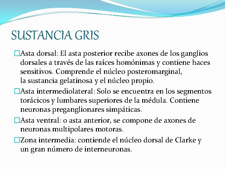 SUSTANCIA GRIS �Asta dorsal: El asta posterior recibe axones de los ganglios dorsales a