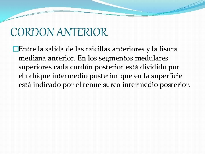 CORDON ANTERIOR �Entre la salida de las raicillas anteriores y la fisura mediana anterior.