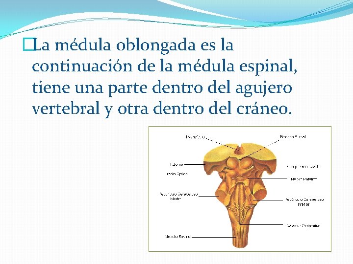 �La médula oblongada es la continuación de la médula espinal, tiene una parte dentro