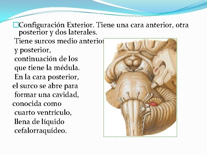 �Configuración Exterior. Tiene una cara anterior, otra posterior y dos laterales. Tiene surcos medio