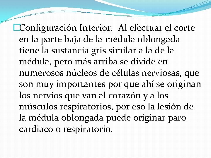 �Configuración Interior. Al efectuar el corte en la parte baja de la médula oblongada