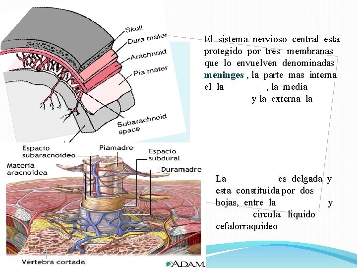 El sistema nervioso central esta protegido por tres membranas que lo envuelven denominadas meninges
