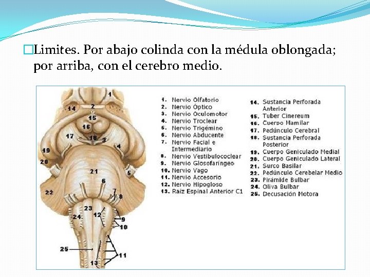 �Limites. Por abajo colinda con la médula oblongada; por arriba, con el cerebro medio.