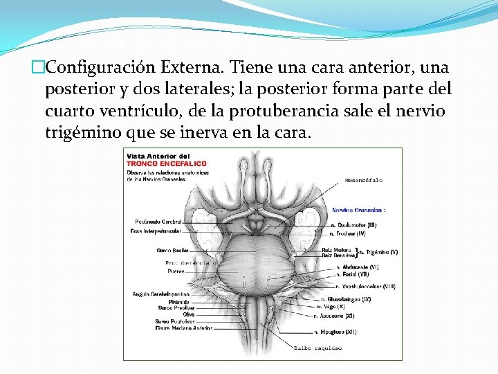 �Configuración Externa. Tiene una cara anterior, una posterior y dos laterales; la posterior forma