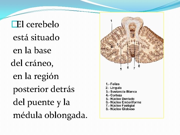 �El cerebelo está situado en la base del cráneo, en la región posterior detrás