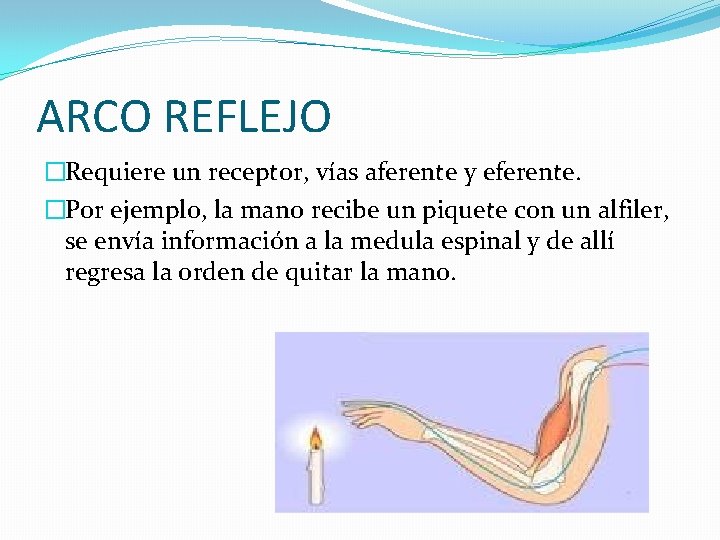 ARCO REFLEJO �Requiere un receptor, vías aferente y eferente. �Por ejemplo, la mano recibe