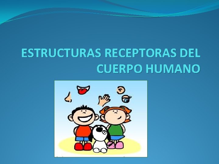 ESTRUCTURAS RECEPTORAS DEL CUERPO HUMANO 