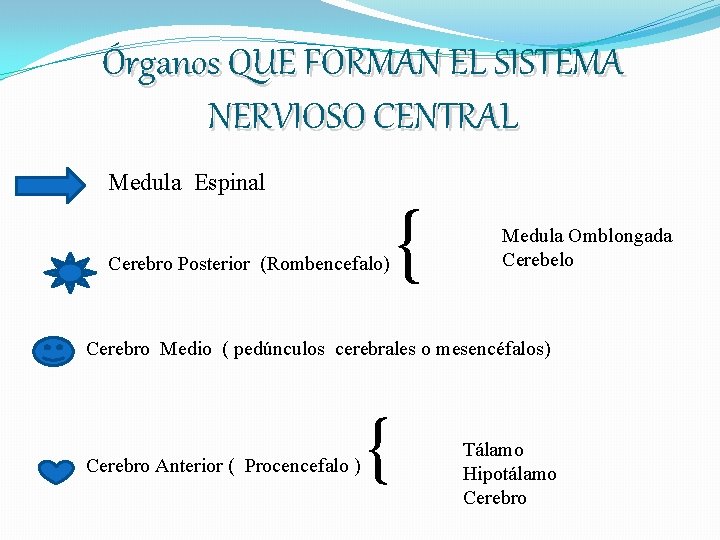 Órganos QUE FORMAN EL SISTEMA NERVIOSO CENTRAL Medula Espinal Cerebro Posterior (Rombencefalo) { Medula