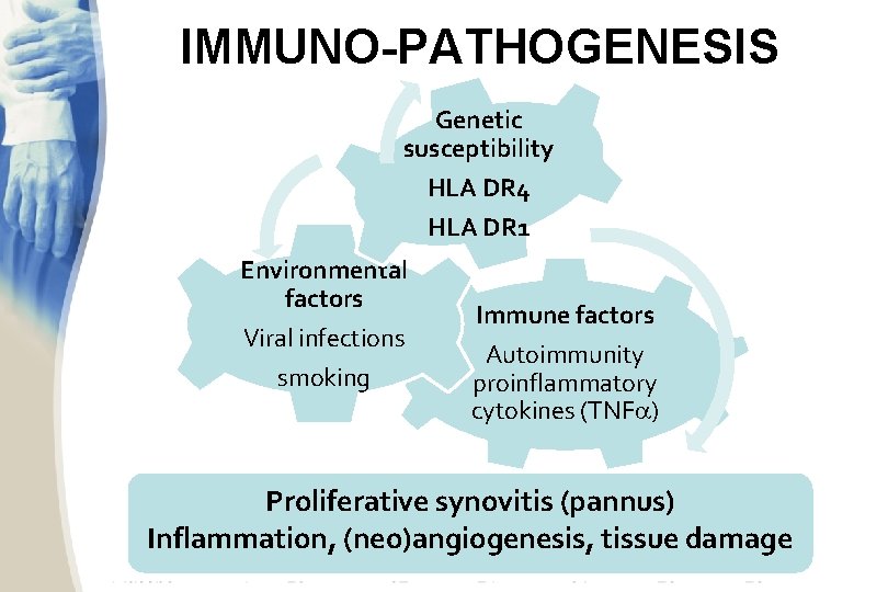 IMMUNO-PATHOGENESIS Genetic susceptibility HLA DR 4 HLA DR 1 Environmental factors Viral infections smoking