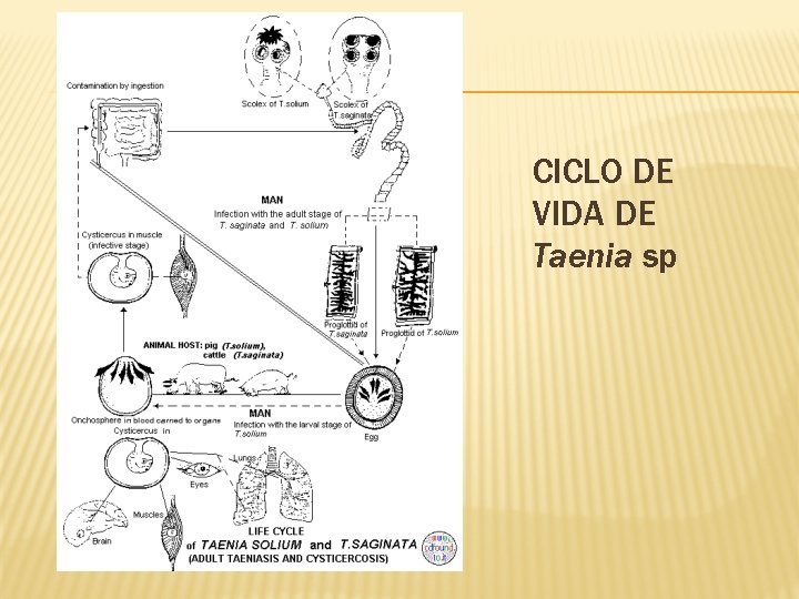 CICLO DE VIDA DE Taenia sp 