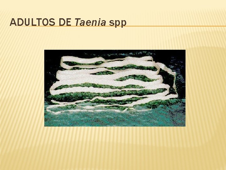 ADULTOS DE Taenia spp 